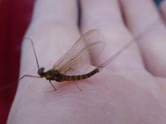 Rhithrogena semicolorata