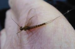 Rhithrogena semicolorata