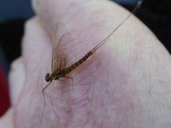 Rhithrogena semicolorata