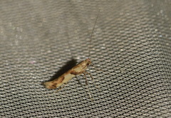Caloptilia honoratella