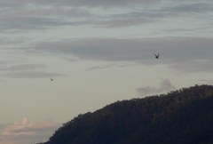Aerodramus terraereginae