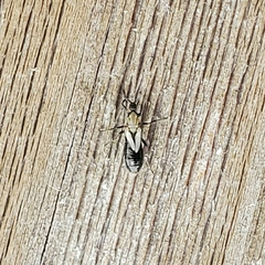 Insecta