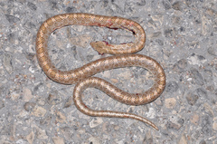 Arizona elegans philipi