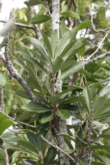 Pycnandra cylindricarpa