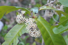 Ixora aneityensis