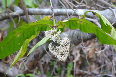 Ixora aneityensis