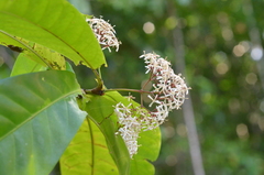 Ixora aneityensis