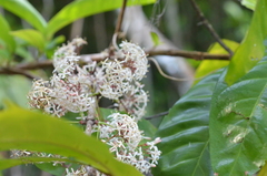 Ixora aneityensis