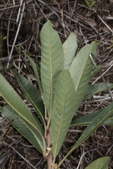 Pycnandra cylindricarpa