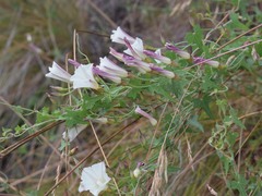 Calystegia occidentalis