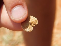 Anthyllis circinnata