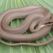 Black-masked Racer - Photo (c) johnwilliams, some rights reserved (CC BY-NC)
