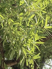 Quercus phellos