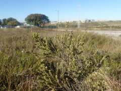 Aspalathus opaca rostriloba