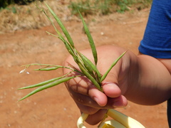 Raphanus raphanistrum