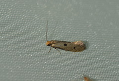Tinea trinotella