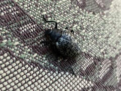 Cypherotylus californicus