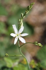 Anthericum liliago