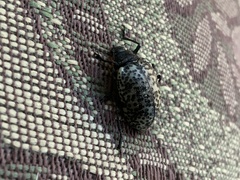 Cypherotylus californicus