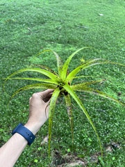 Tillandsia elongata