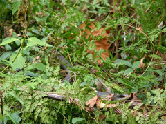 Coluber constrictor latrunculus