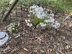 Phlox divaricata albiflora