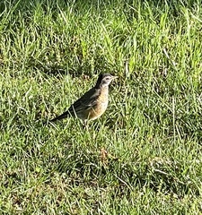 Turdus migratorius
