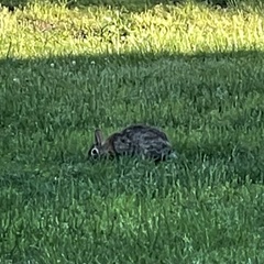 Sylvilagus floridanus