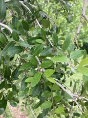 Ilex vomitoria