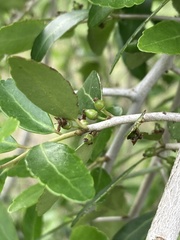 Ilex vomitoria