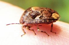 Stethaulax marmorata