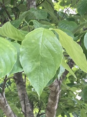 Cornus florida