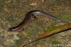 Ateuchosaurus chinensis