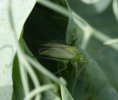 Lygocoris