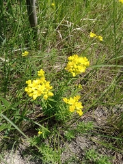 Haplophyllum patavinum