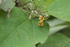 Grewia tiliifolia