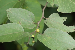 Grewia tiliifolia