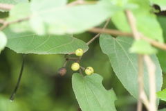 Grewia tiliifolia