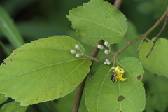 Grewia tiliifolia