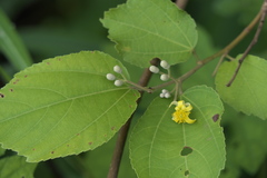 Grewia tiliifolia