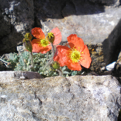 Papaver lapeyrousianum