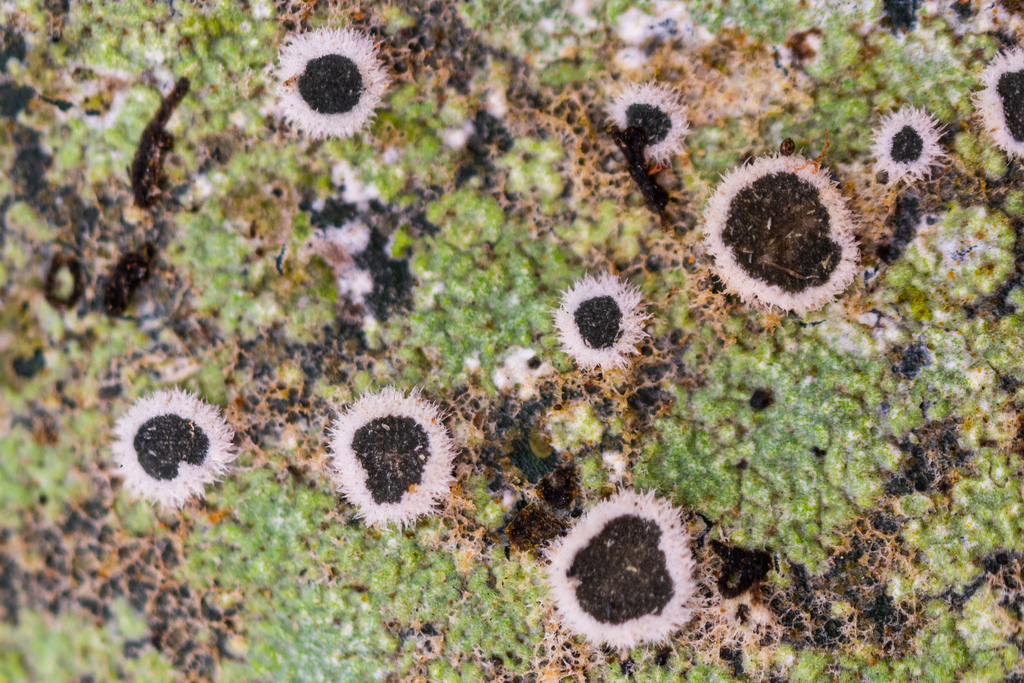 Lasioloma