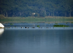 Phalacrocorax carbo lucidus