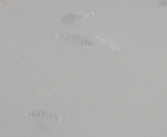 Selenotoca multifasciata