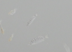 Selenotoca multifasciata