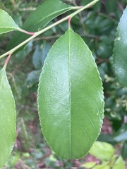 Prunus serotina
