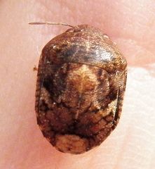 Stethaulax marmorata