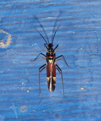 Cyllecoris histrionius