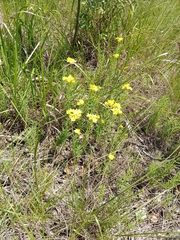 Haplophyllum patavinum