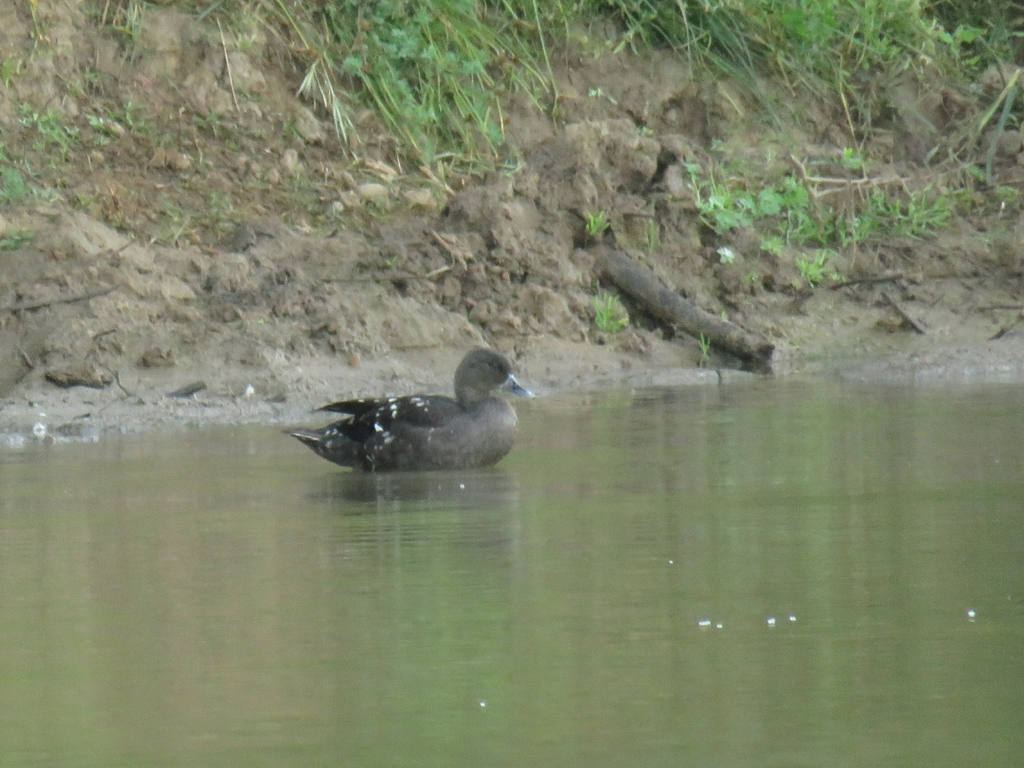 African Black Duck